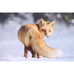 Fox photo print on dibond - 60x40