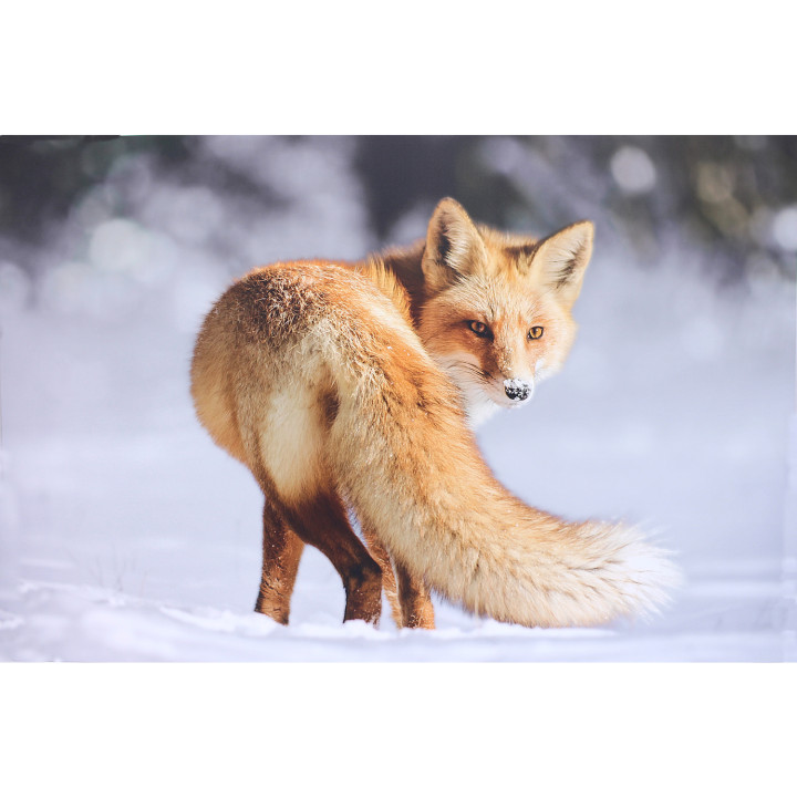Fox photo print on dibond