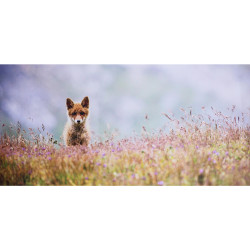 Impression sur dibond renard curieux en photo - 60x40