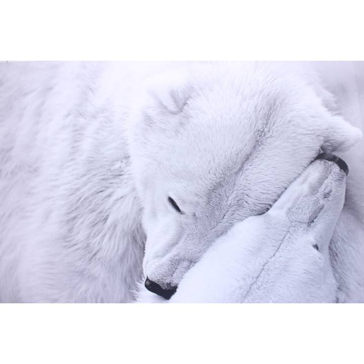 Bear couple dibond print