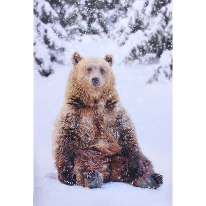 Stampa su dibond orso seduto