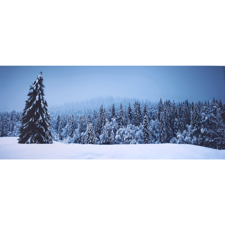 Stampa su dibond pianura e foresta innevata