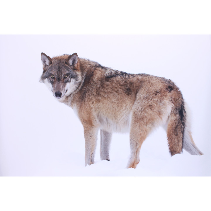 Wolf in the snow dibond print