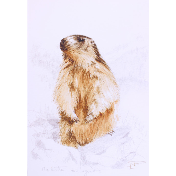 Marmot on the lookout stretched canvas