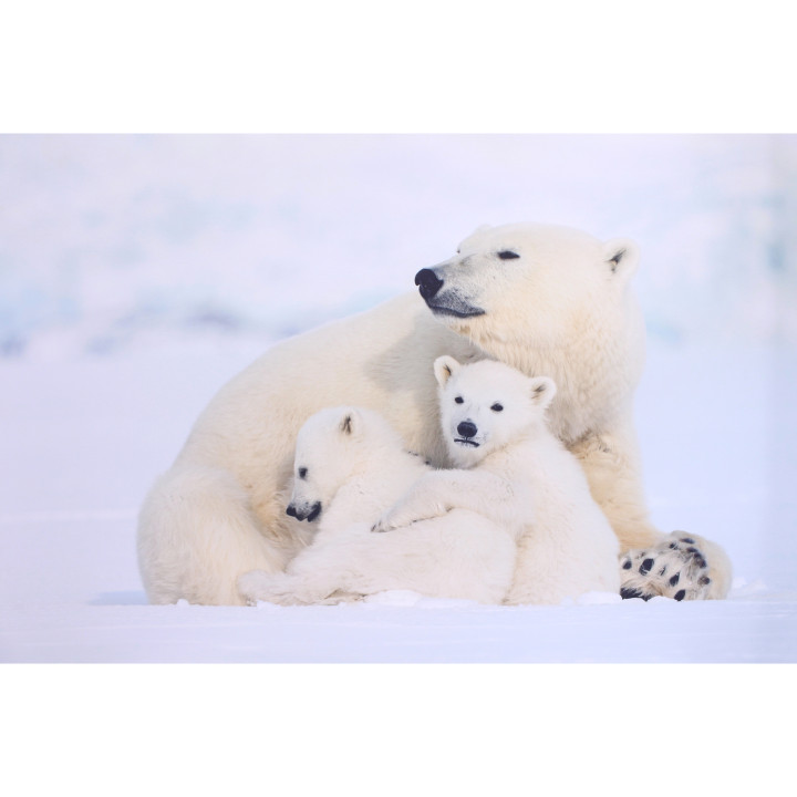 Quadro fotografico mamma orsa e i suoi cuccioli