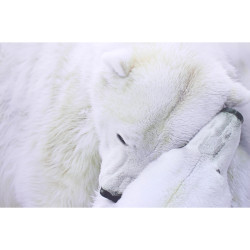 Tableau photo couple d'ours - 40x60