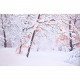 Tableau début d'hiver en forêt