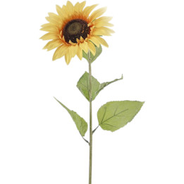 Girasole