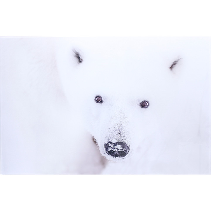 The Intrigued Bear plexiglass photo