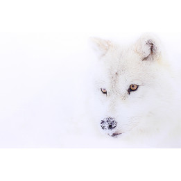 White wolf  photo on plexiglass