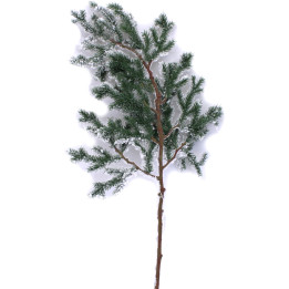 Snowy fir branch