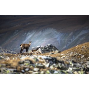 Chamois aux aguets  en photo plexiglass