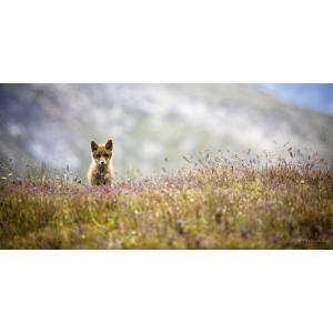 Renard curieux en photo plexiglass