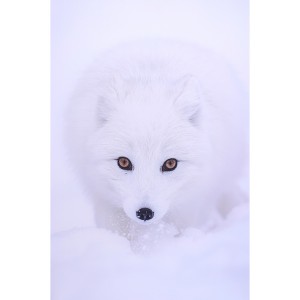 Impression sur dibond renard blanc dans la neige