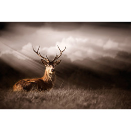 Alert Stag