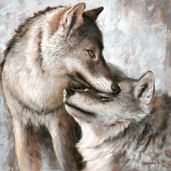 Couple de loup - 40x40