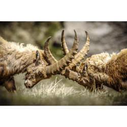 Sfida di stambecchi – foto su plexiglass - 60x40