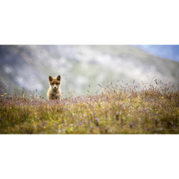 Curious Fox in plexiglass photo