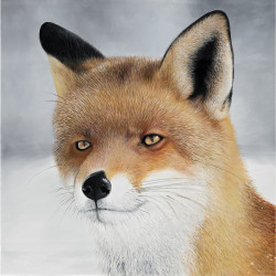 Quadro sguardo di volpe - 40x40