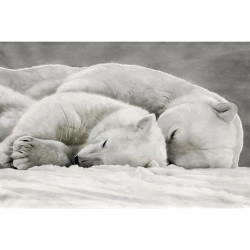 Tableau ours au dodo - 60x40