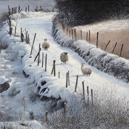 Straggler Sheep Canvas Print