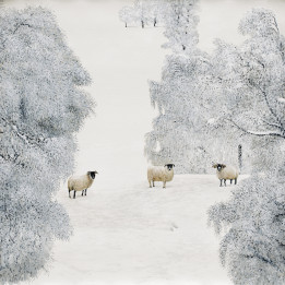 Quadro pecorelle bianche nella neve