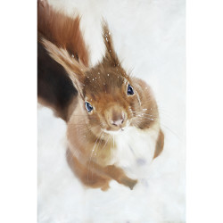 Squirrel in Winter Canvas Print - 40x60
