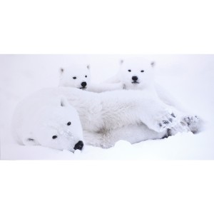 Impression sur dibond famille d'ours polaire