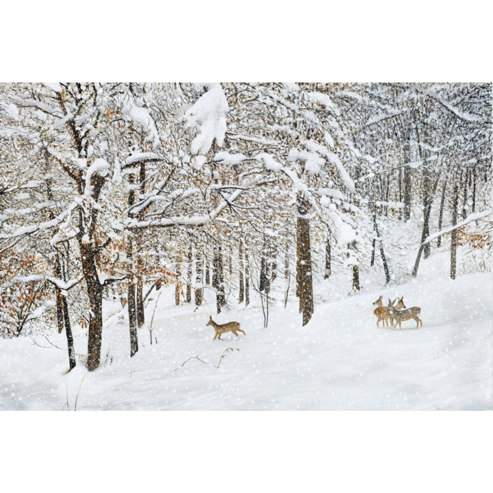 Quadro branco di cerbiatti innevati