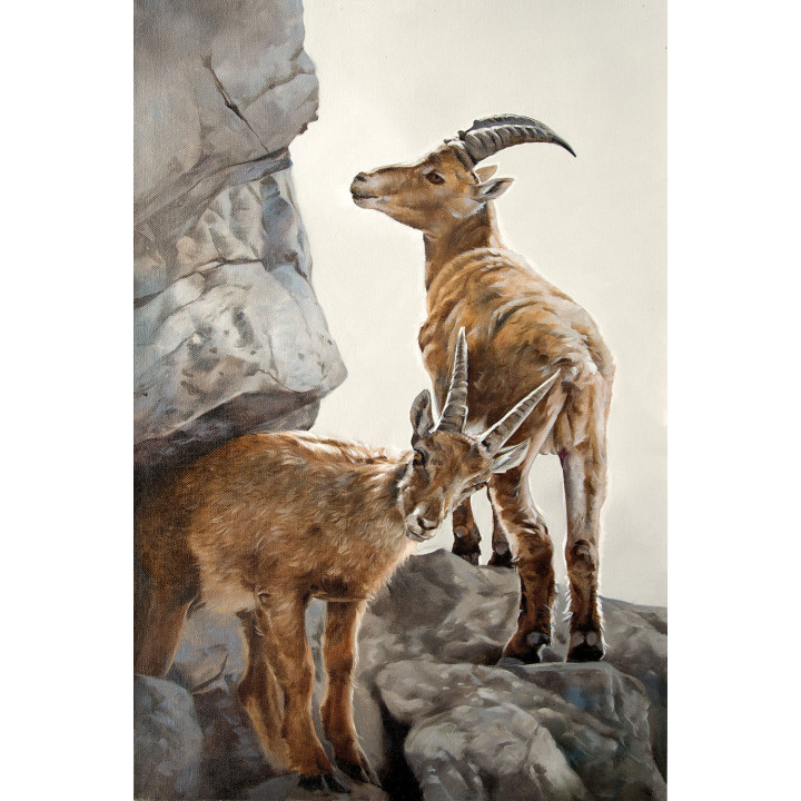 Canvas on stretcher frame mouflons on rocks