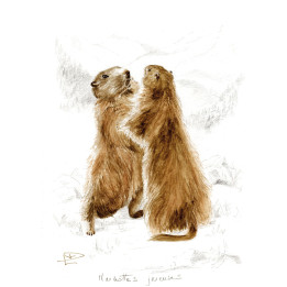 Tela su telaio marmotte giocose