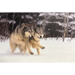 Quarrel of wolves on dibond