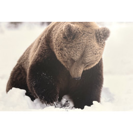 Bear with a small bird on dibond