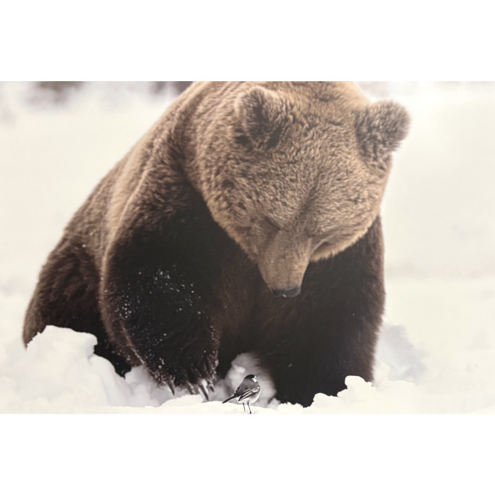 Bear with a small bird on dibond