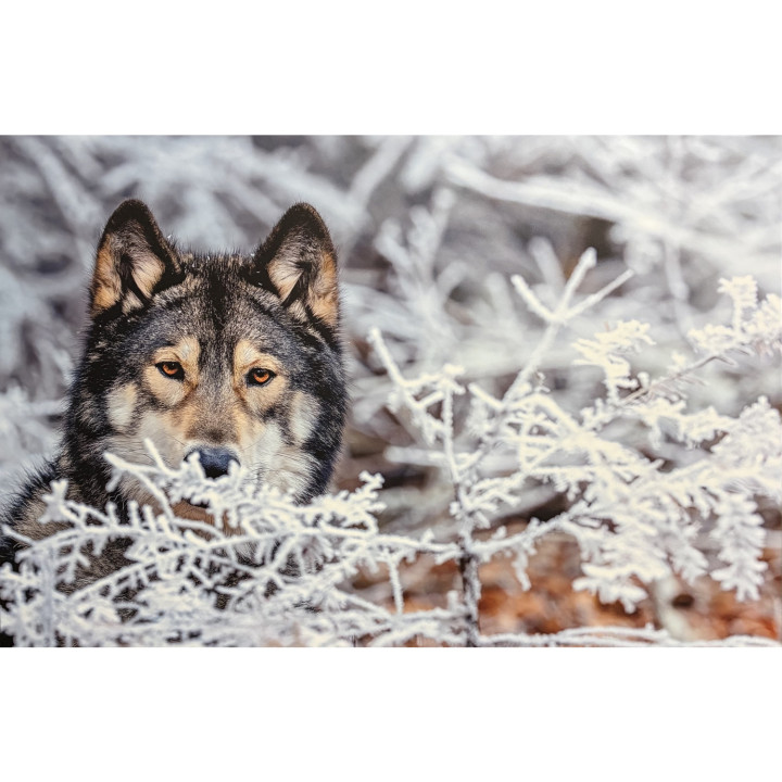 Curious wolf on dibond