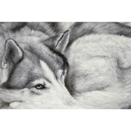 Canvas on frame sleeping husky