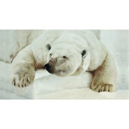 Canvas on stretcher polar bear lying flat