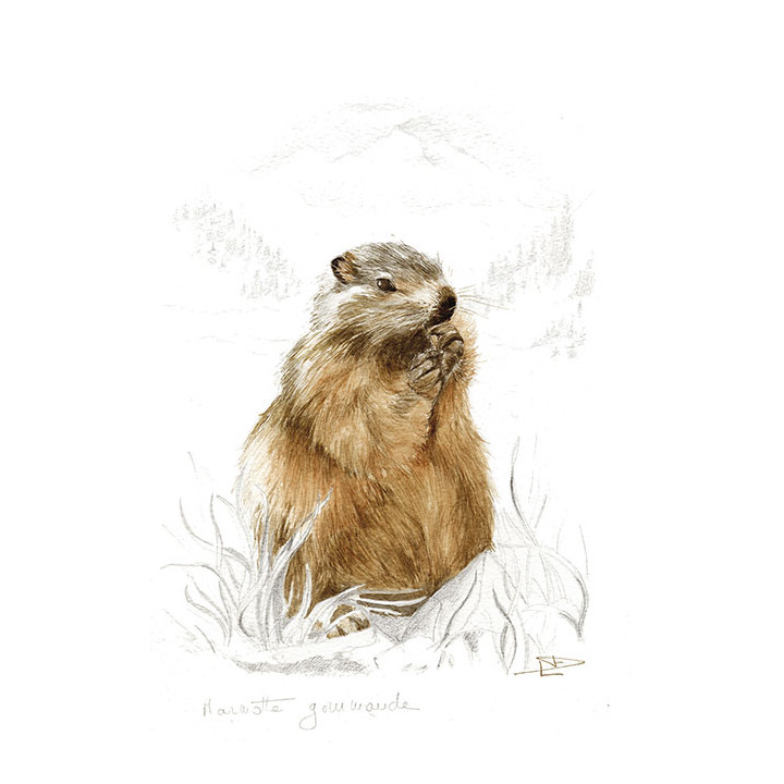 Tela su telaio marmotta golosa