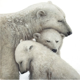 Canvas on stretcher 2 bear cubs and mother bear