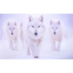 3 loups blanc image de synthèse