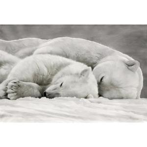 Tableau ours au dodo