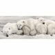 Toile sur chassis famille ours polaire