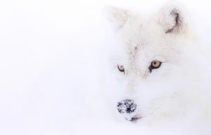 Loup blanc  en photo plexiglass
