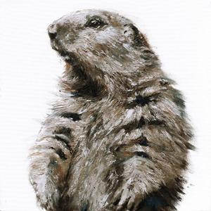 Toile sur chassis marmotte brune