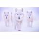3 loups blanc ia impression sur dibond