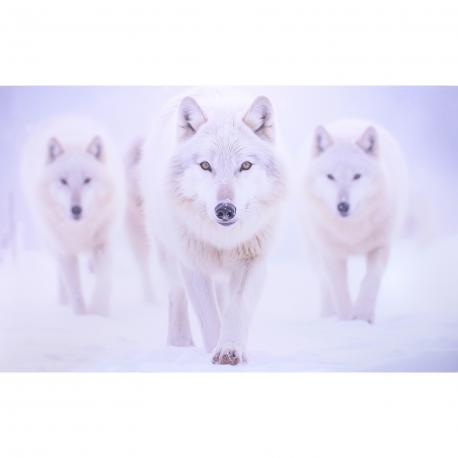 3 loups blanc ia impression sur dibond