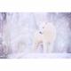 Tableau loup blanc en pleine forêt