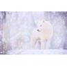 Tableau loup blanc en pleine forêt