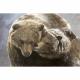 Toile sur chassis calin d'ours brun