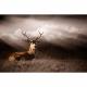 Cerf attentif